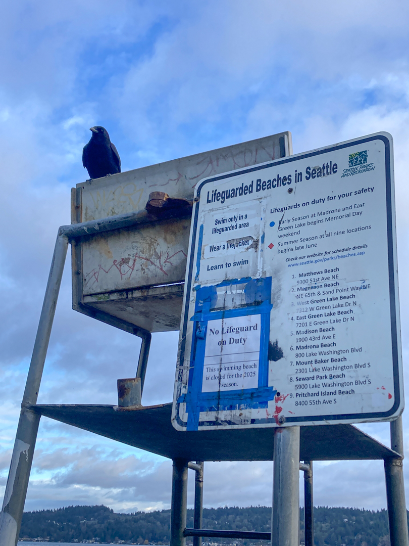 Crow on beach structure Crow on beach structure
