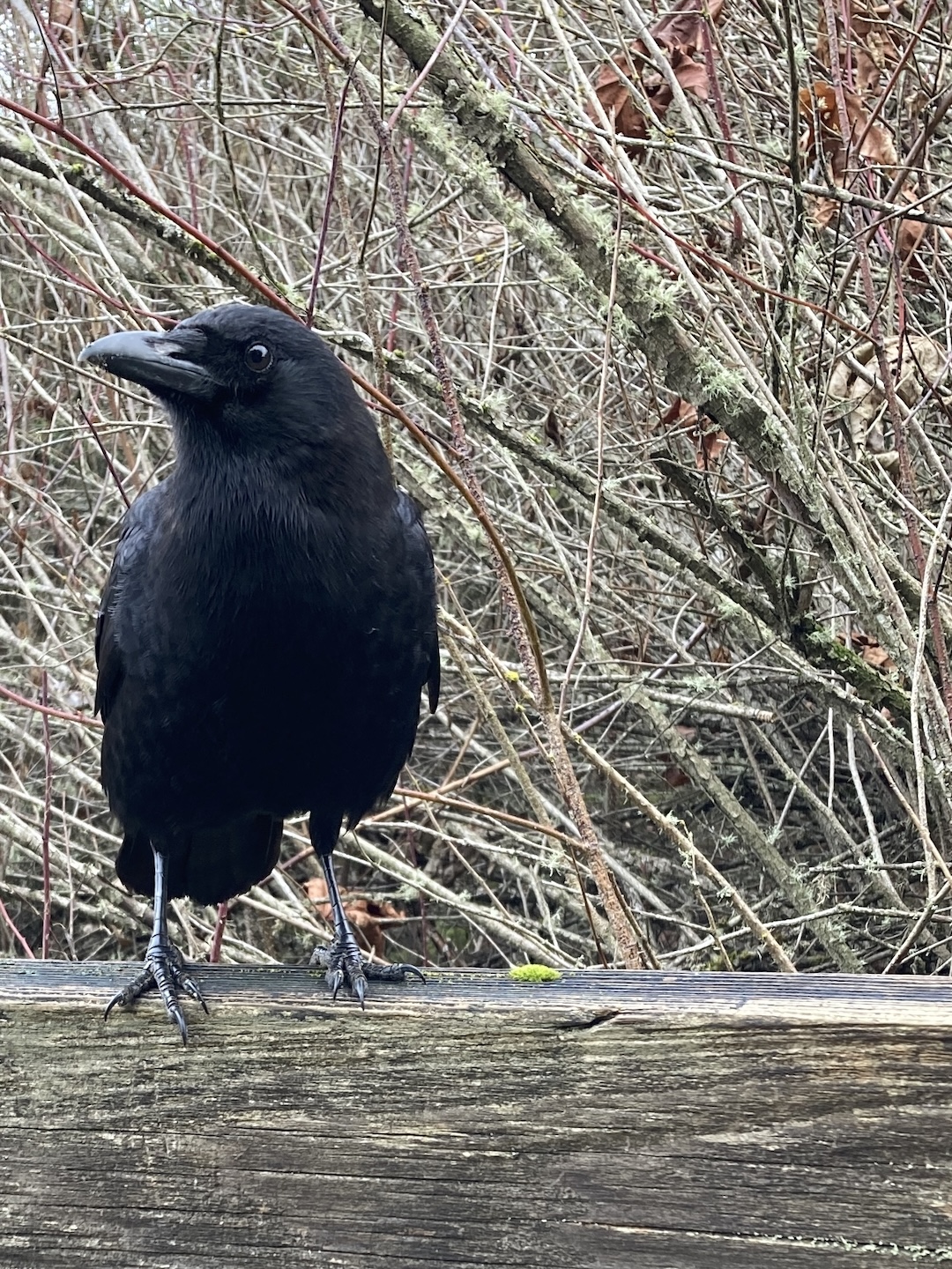 Crow in a clearing Crow in a clearing