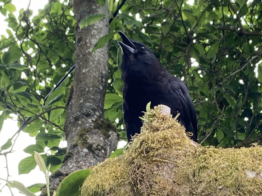 Crow perched on a tree