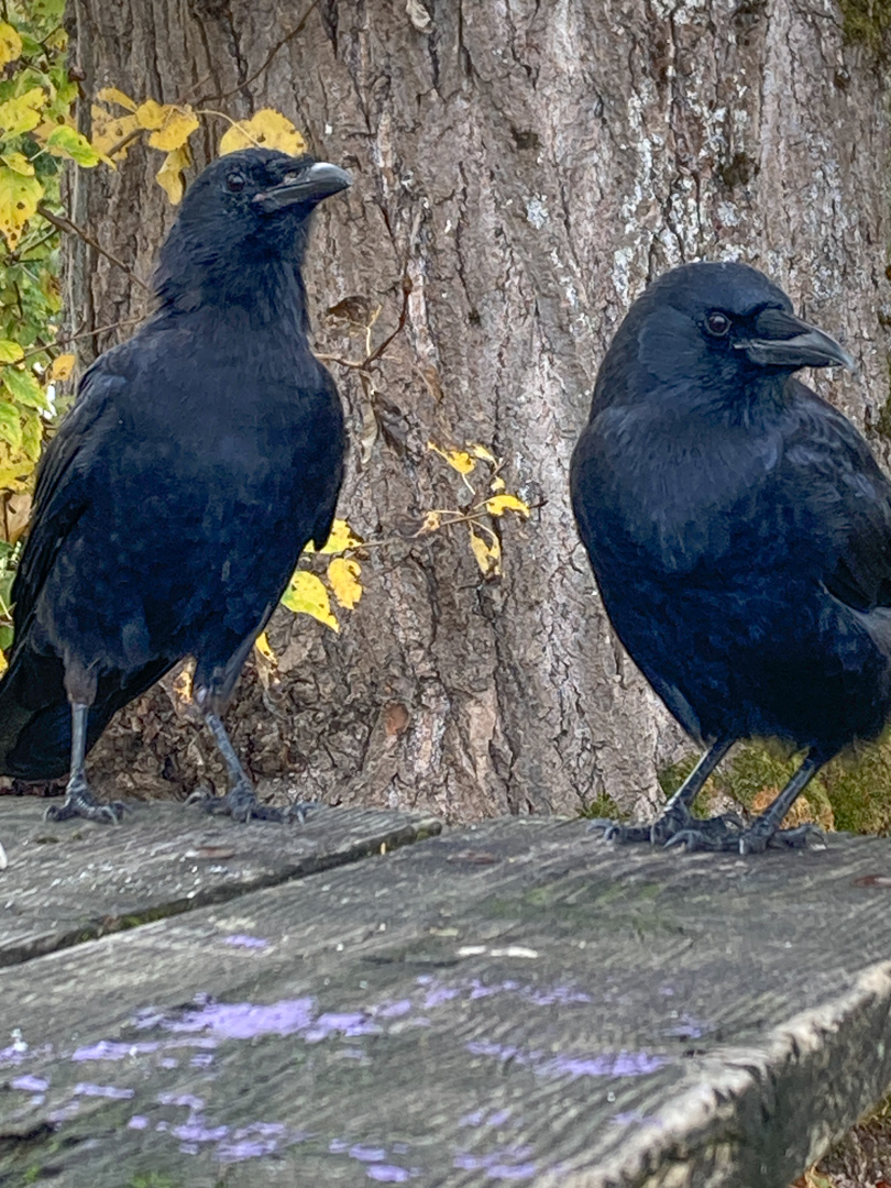 Two crows together on a boardwalk Two crows together on a boardwalk