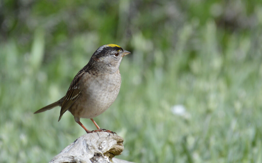 Backyard Bird Habitat