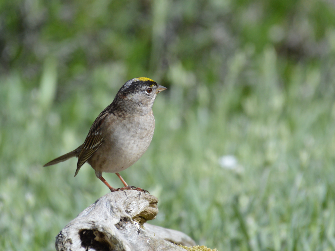 Golden-crowned Sparrow